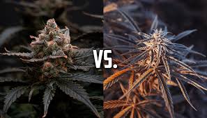 Autoflower vs Photoperiod Seeds: What is Right for You? - My Budee
