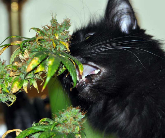 How to Grow Legal Cannabis Indoors (and Keep It Pet-Friendly!) - My Budee