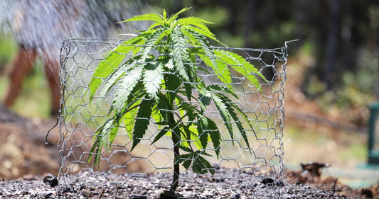 Outdoor Growing, Is it Right for You?