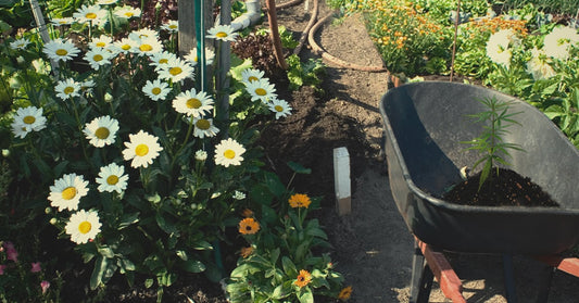 The Best Companion Plants for Legal Cannabis - My Budee
