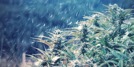 Tips for Growing Indoors During the Winter - My Budee