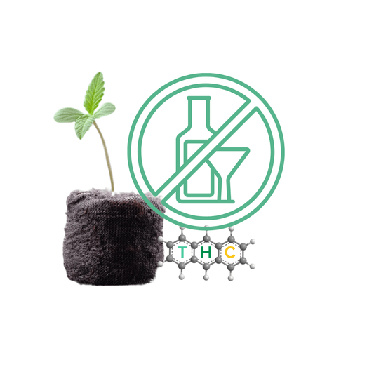 Why Are People Using THC Over Alcohol - My Budee