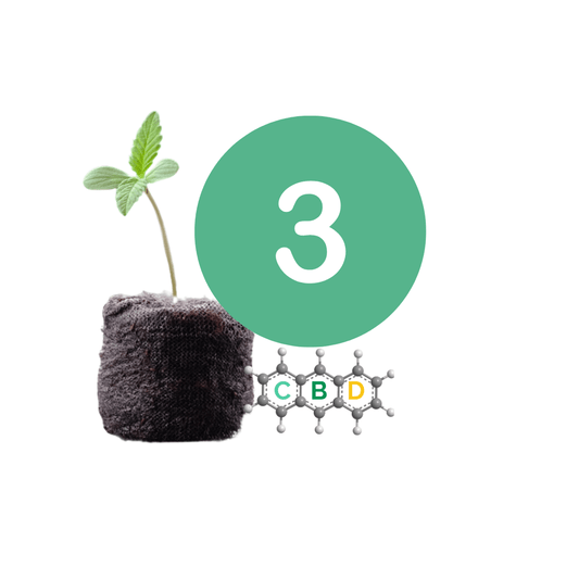 Why People Grow Type 3 Plants - My Budee