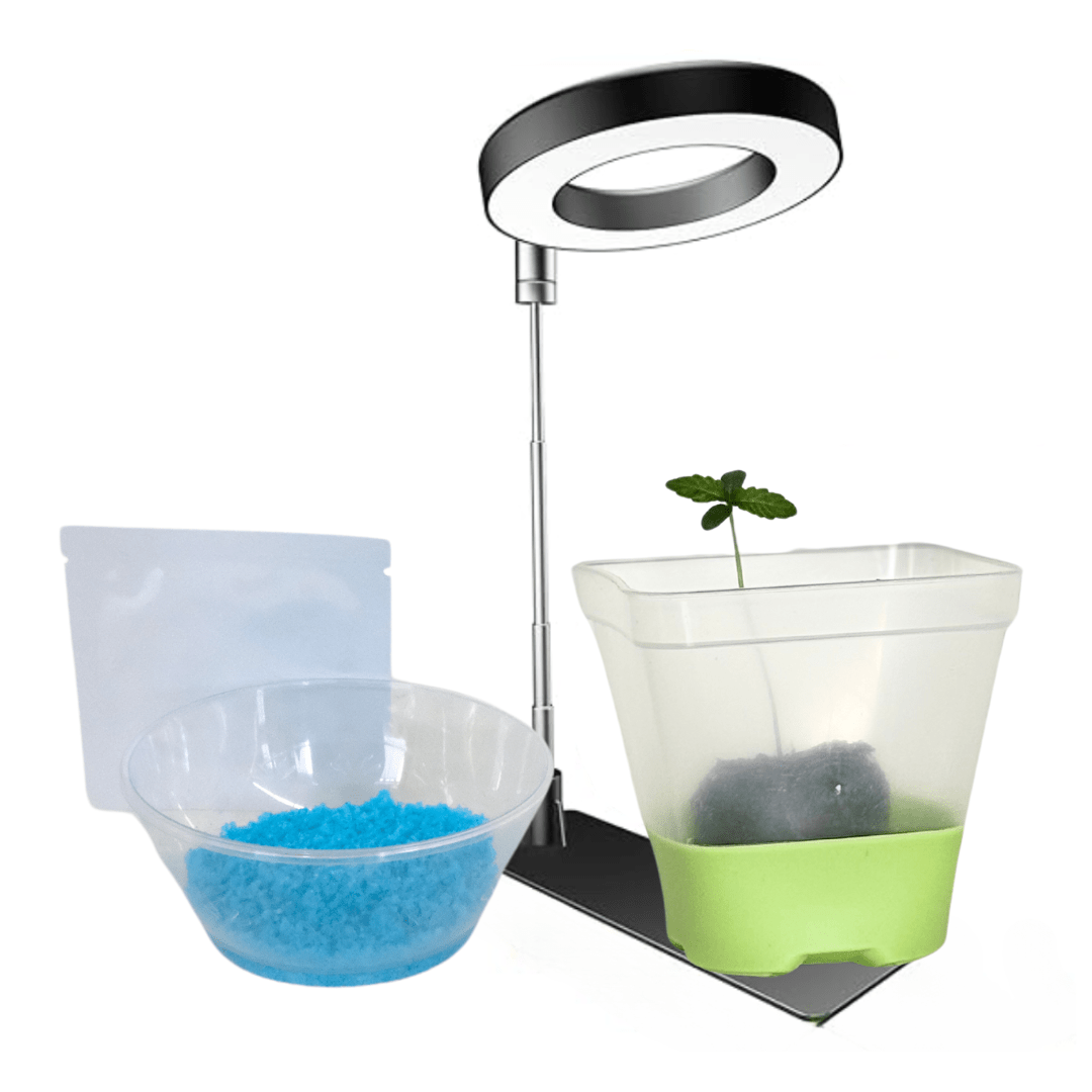 Charli Better Day Bundle - My Budee