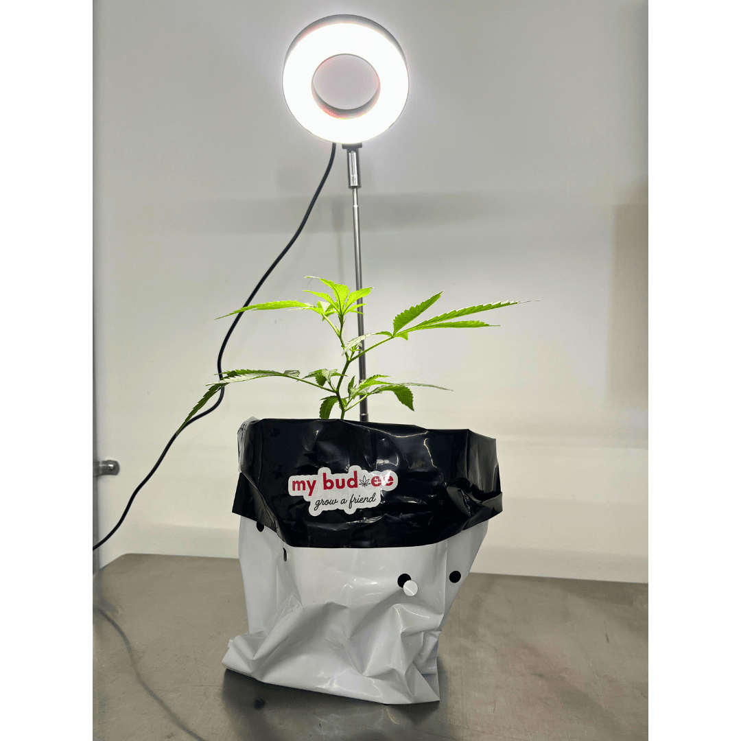 My Bud - ee Grow Light - My Budee