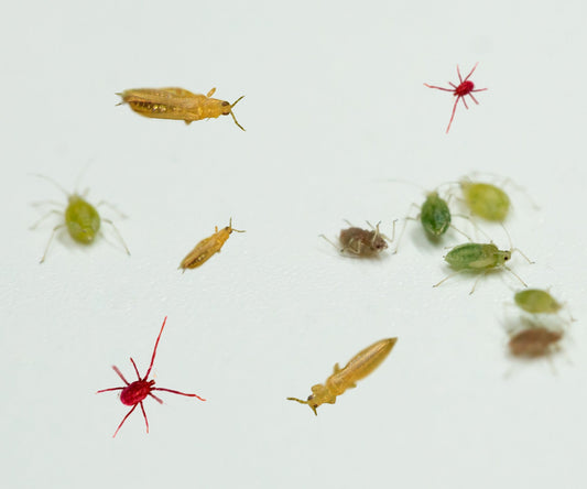 Mold, Aphids, Bugs and Other Pests - My Budee