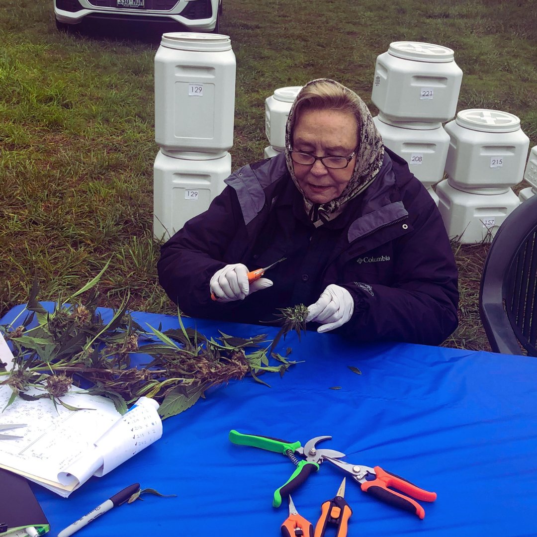 Our How To Guide On Harvesting Your Bud - My Budee