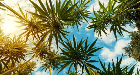 Handling the Heat - Growing in Summer