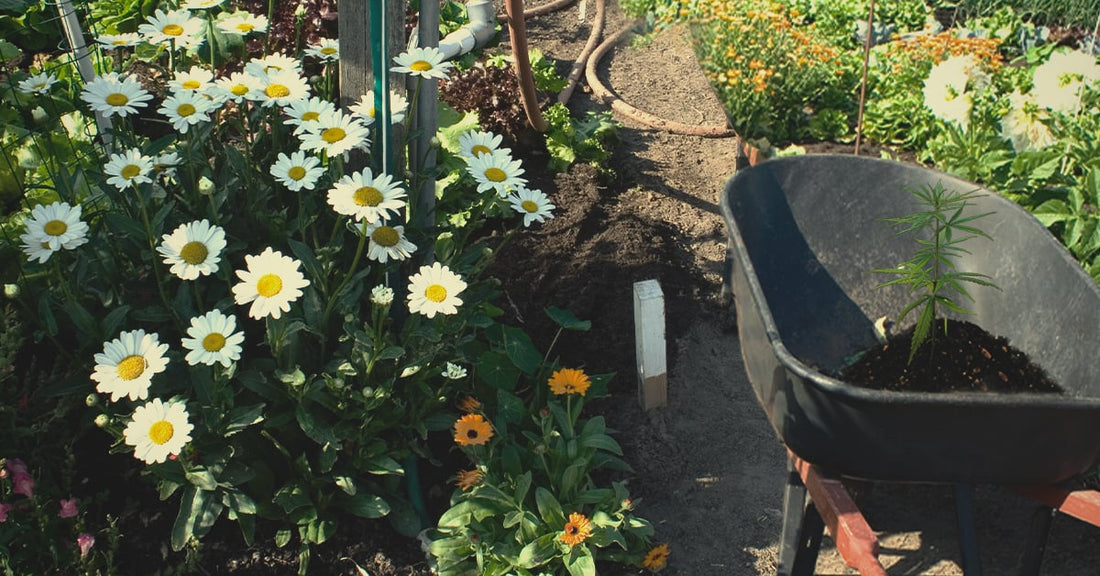 The Best Companion Plants for Legal Cannabis - My Budee