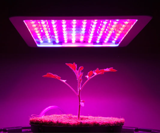 Using Light to Increase Yield - My Budee